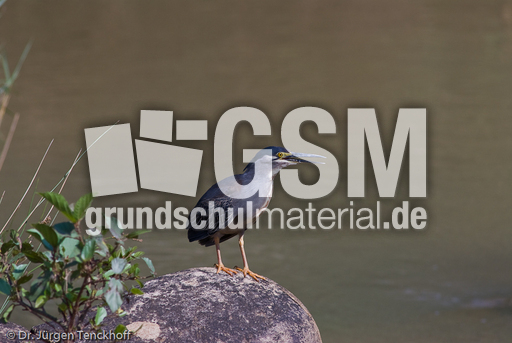 Mangrovenreiher (1 von 2).jpg